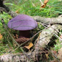 Zasłonak fioletowy - grzyb