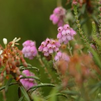 Na zdjęciu w skali makro jest wrzosiec bagienny, krzewinka o blado-różowych kwiatkach, charakterystyczna dla torfowisk. Autorem zdjęcia jest Grzegorz Jędro. 